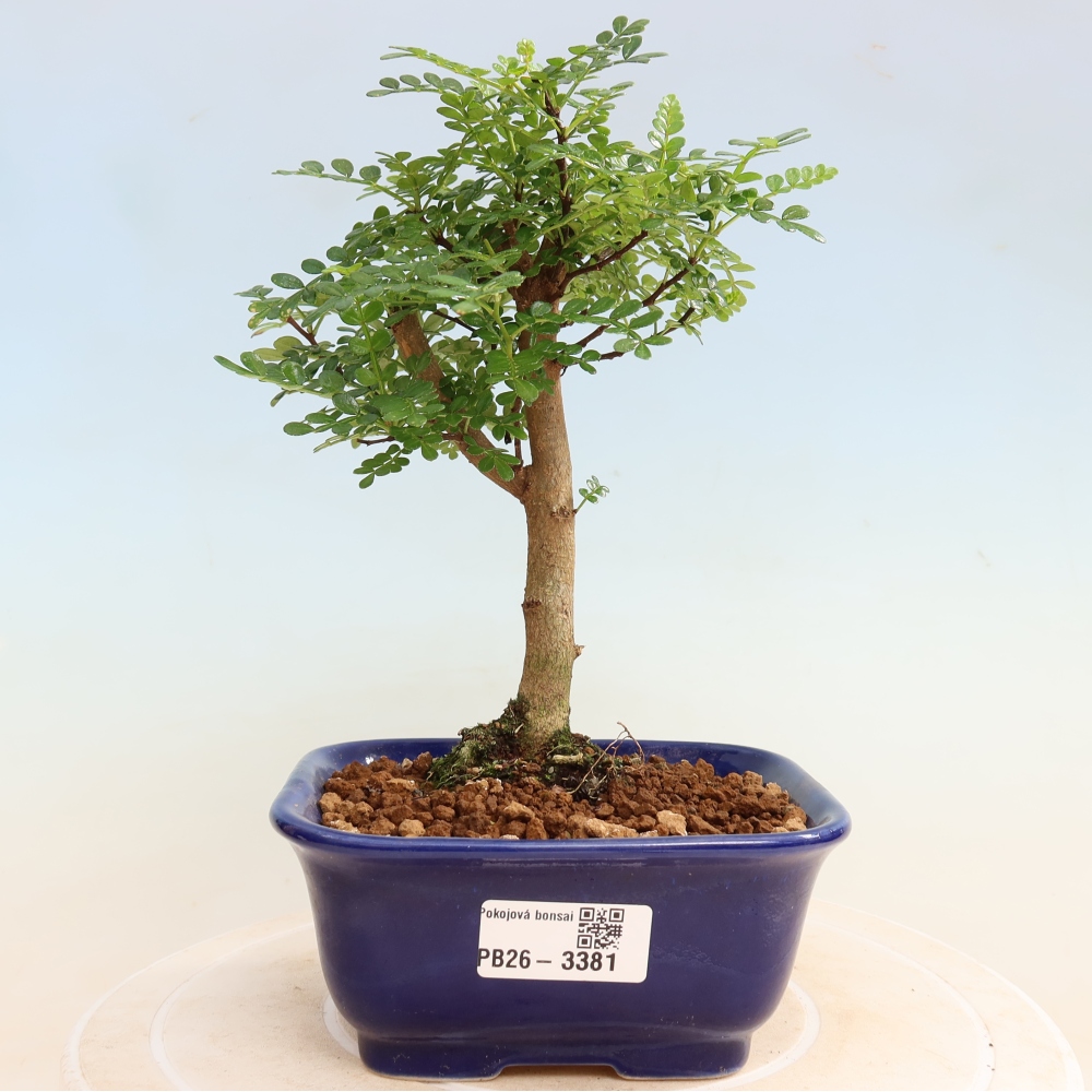 Pokój bonsai - Zantoxylum piperitum - drzewo pieprzowe