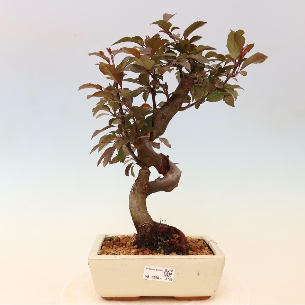 Outdoor bonsai - Malus domestica - Jabłoń czerwonolistna o małych owocach