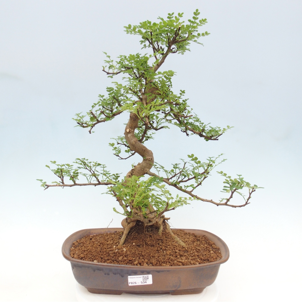 Pokój bonsai - Zantoxylum piperitum - drzewo pieprzowe