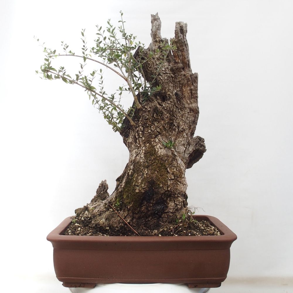 Kryte bonsai - Olea europaea sylvestris - Europejska oliwa z małych liści