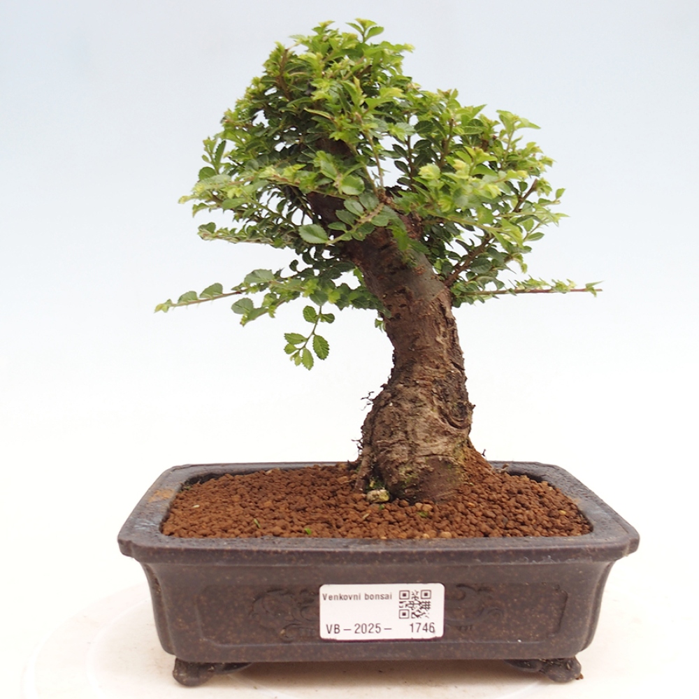 Bonsai zewnętrzne - Ulmus parvifolia Hokkaido - wiąz chiński