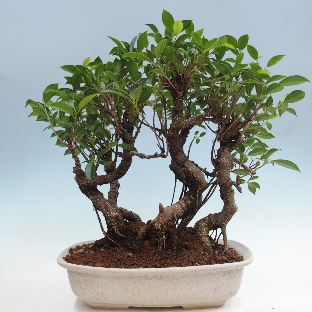 Pokój bonsai - Ficus kimmen - figowiec drobnolistny