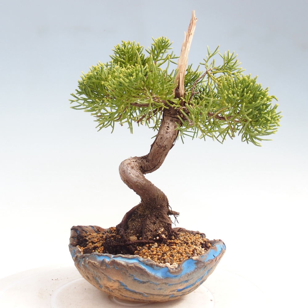 Outdoor bonsai - Juniperus chinensis Kishu