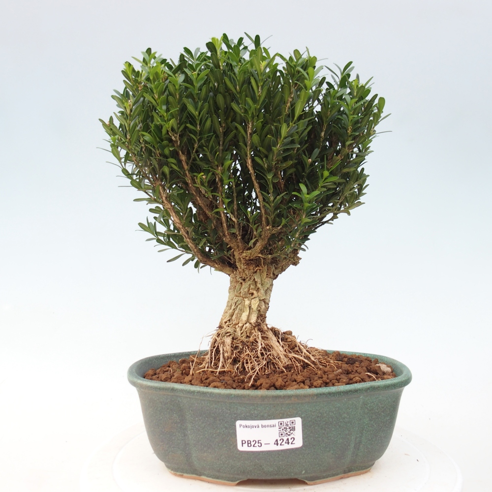 Pokój bonsai - Buxus harlandii - buxus korkowy