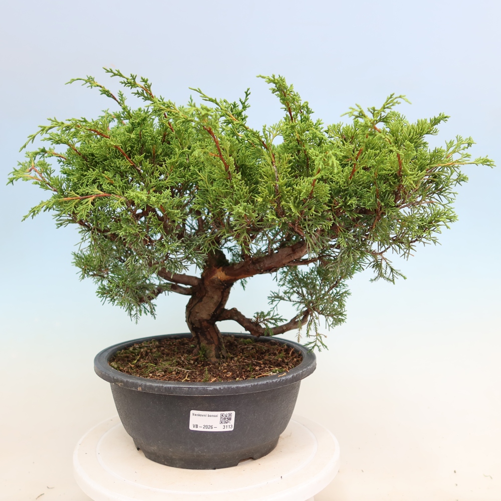 Bonsai ogrodowe – Juniperus chinensis Itoigawa – jałowiec chiński