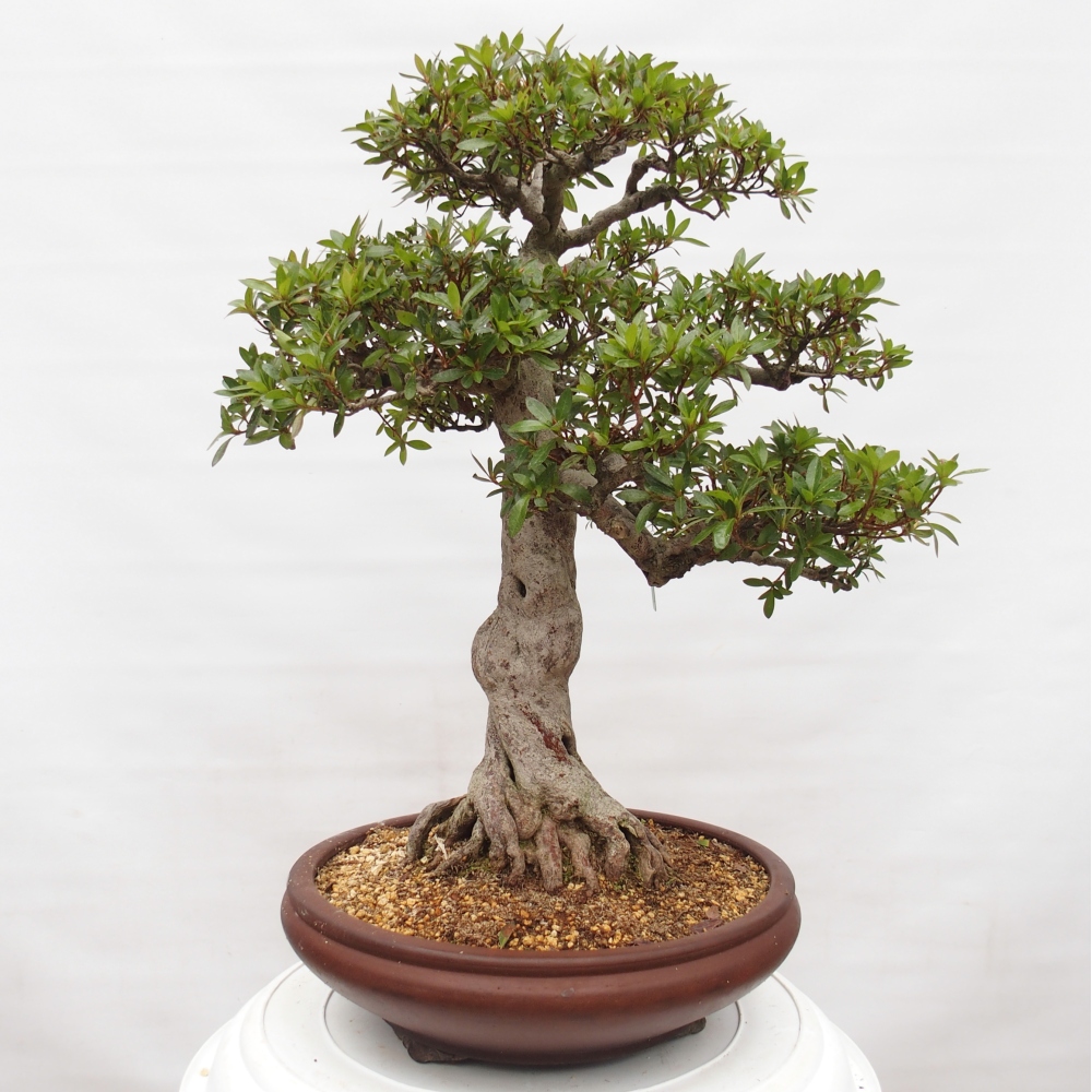 Bonsai zewnętrzne - Azalia japońska - Azalia Osakazumi