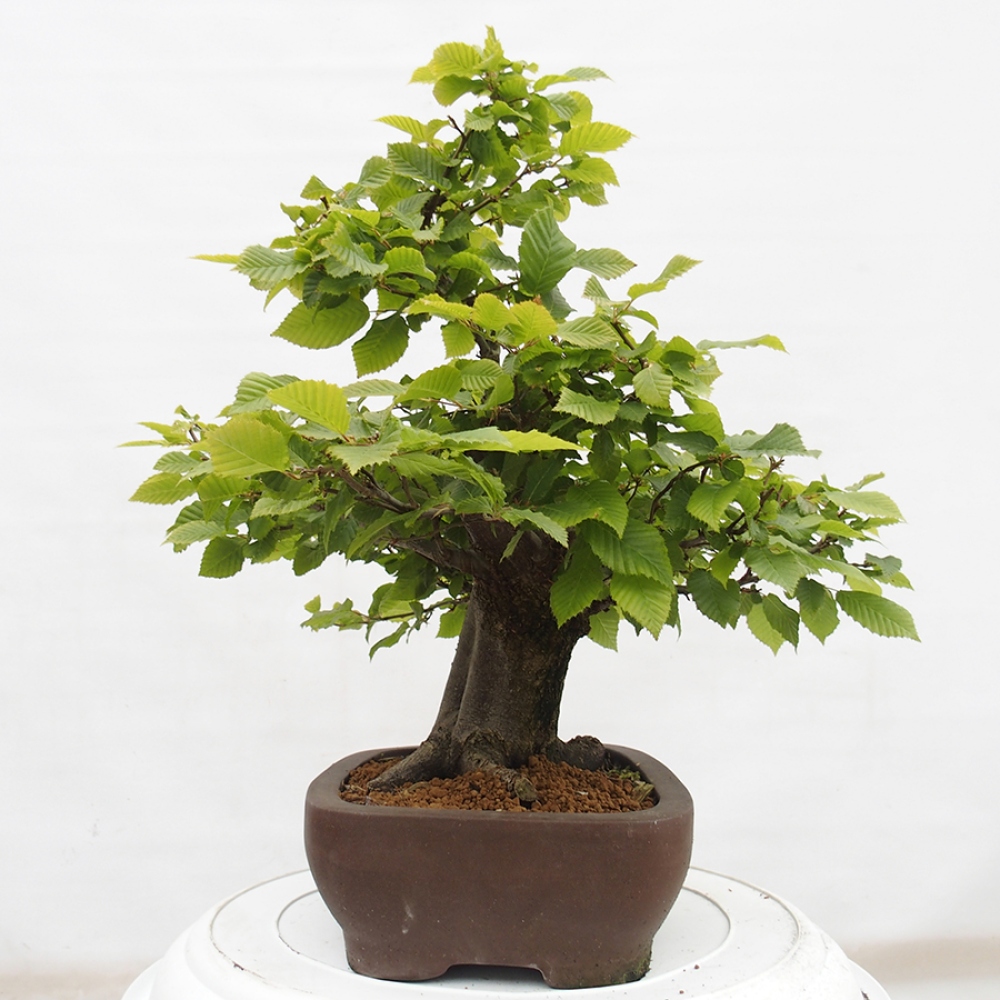 Bonsai zewnętrzne - Grab - Carpinus betulus