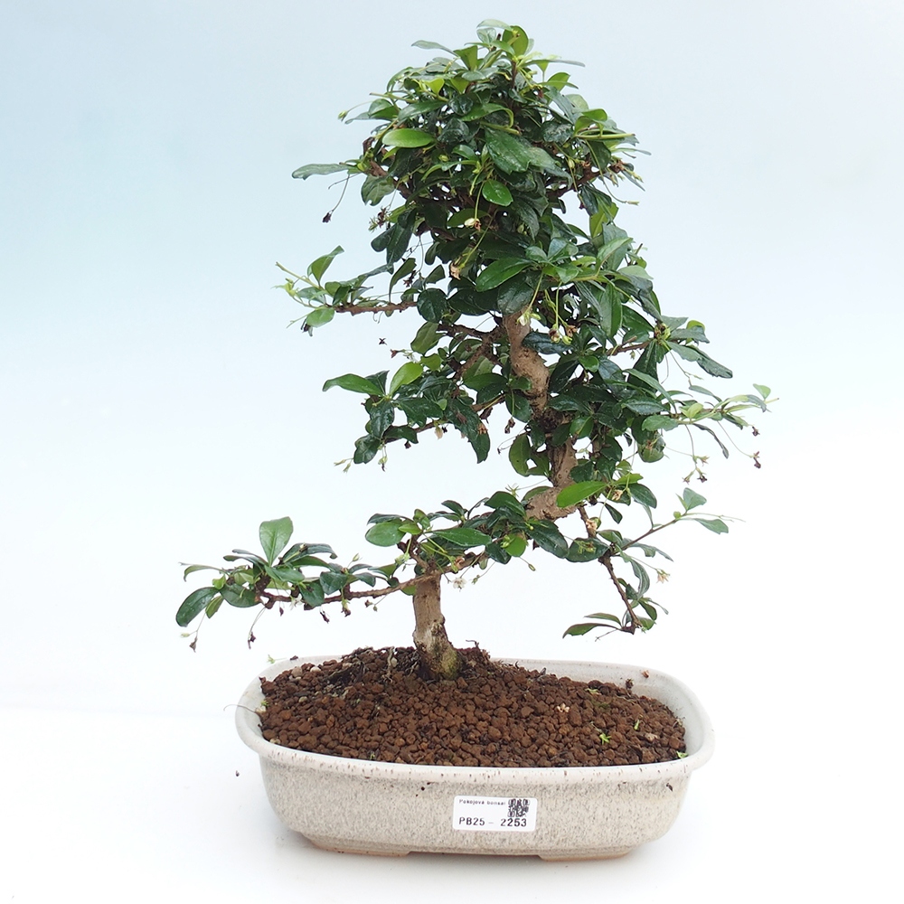 Pokój bonsai - Carmona macrophylla - Tea fuki