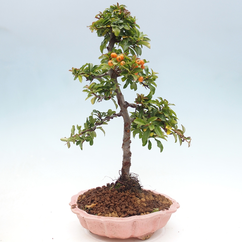 Outdoor bonsai-Pyracantha Teton -Hlox