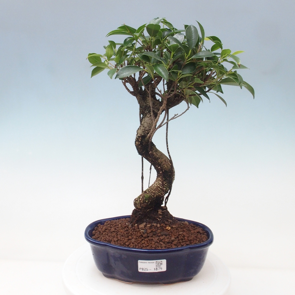 Kryty bonsai - Ficus retusa - figowiec drobnolistny
