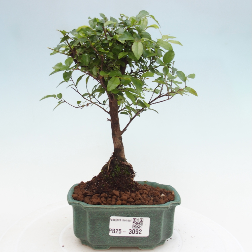 Kryty bonsai - Sagerécie thea - Sagerécie thea