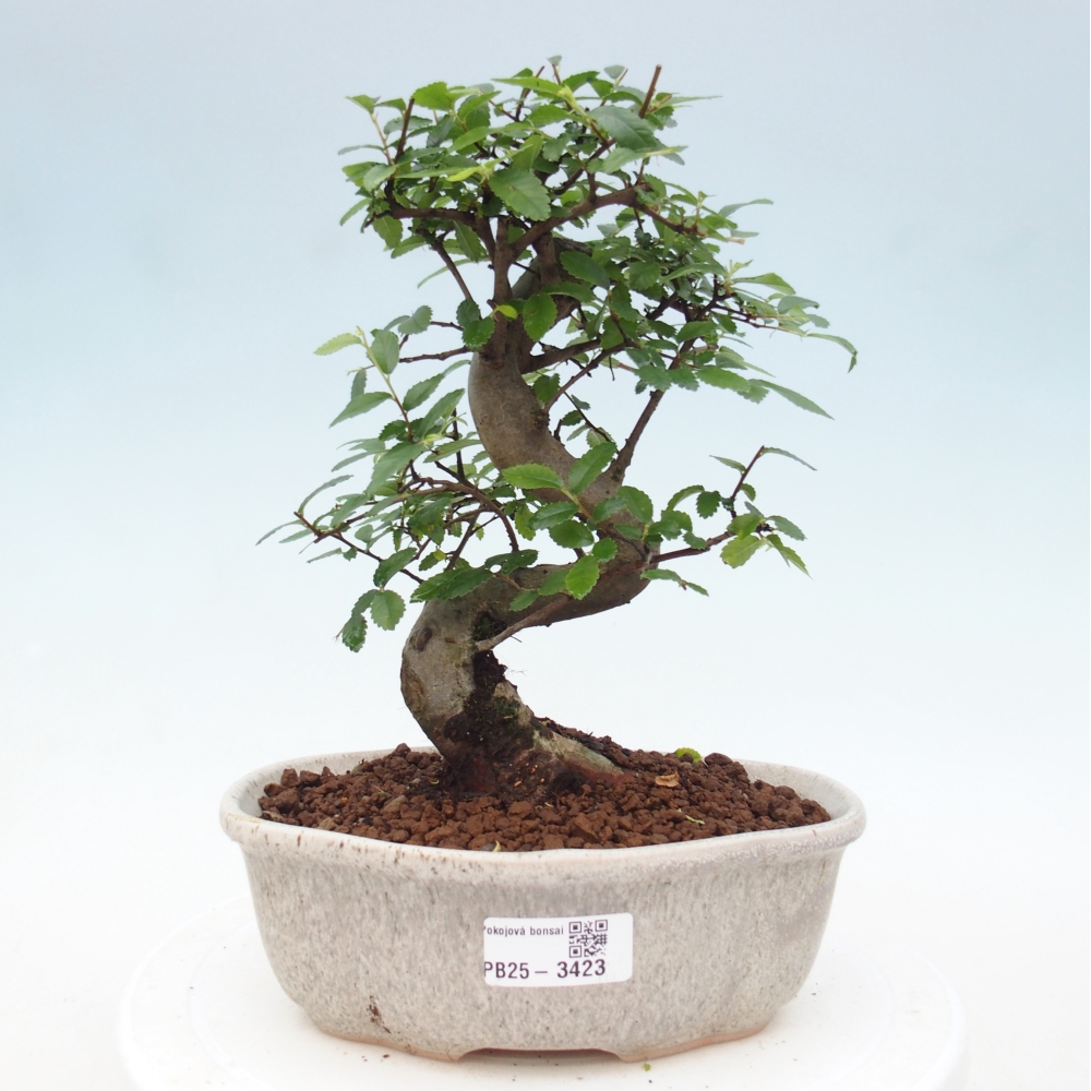 Pokój bonsai - Ulmus parvifolia - Wiąz drobnolistny