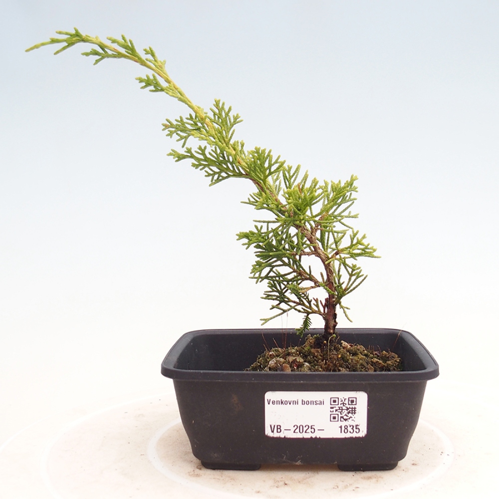 Outdoor bonsai - Juniperus chinensis Itoigawa - Jałowiec chiński