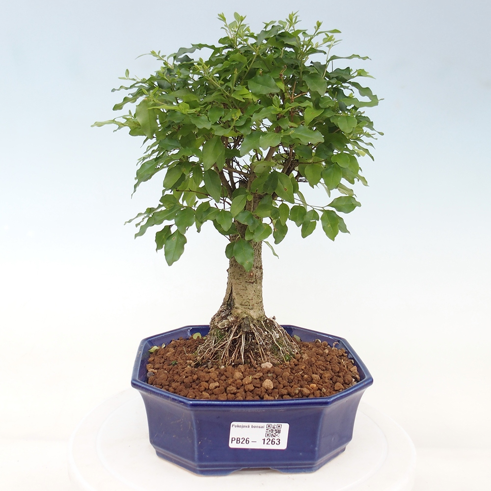 Pokój bonsai - Ligustrum chinensis - Dziób ptaka