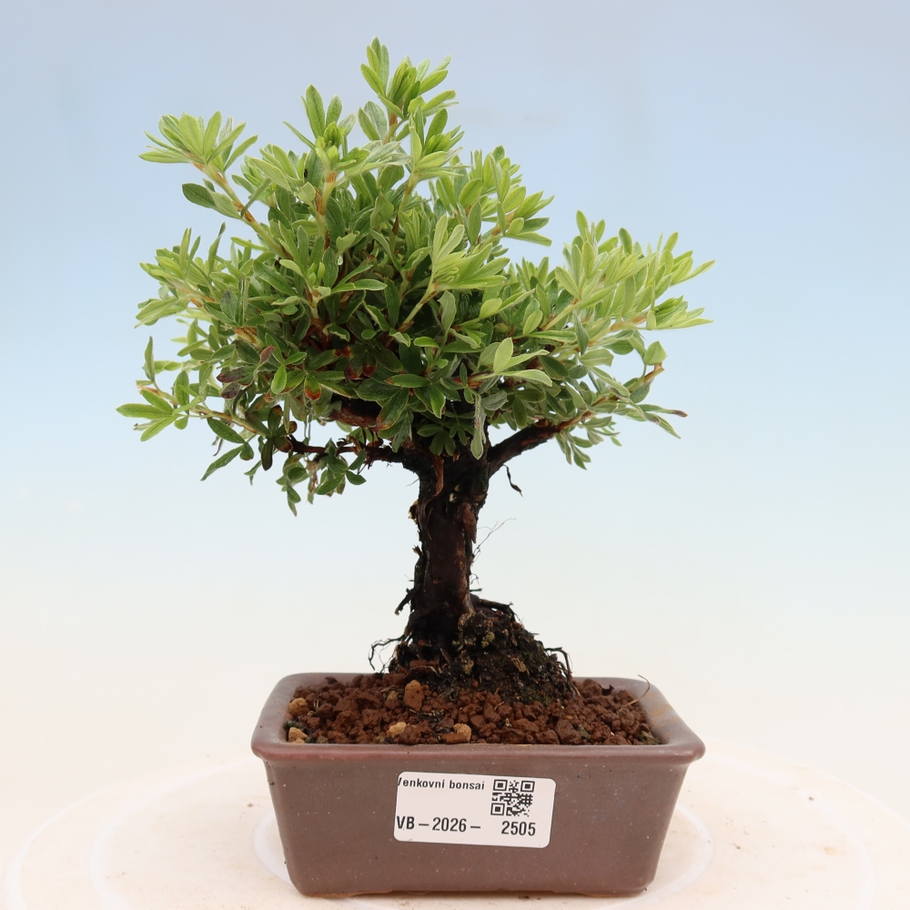 Bonsai zewnętrzne - Potentila fruticosa