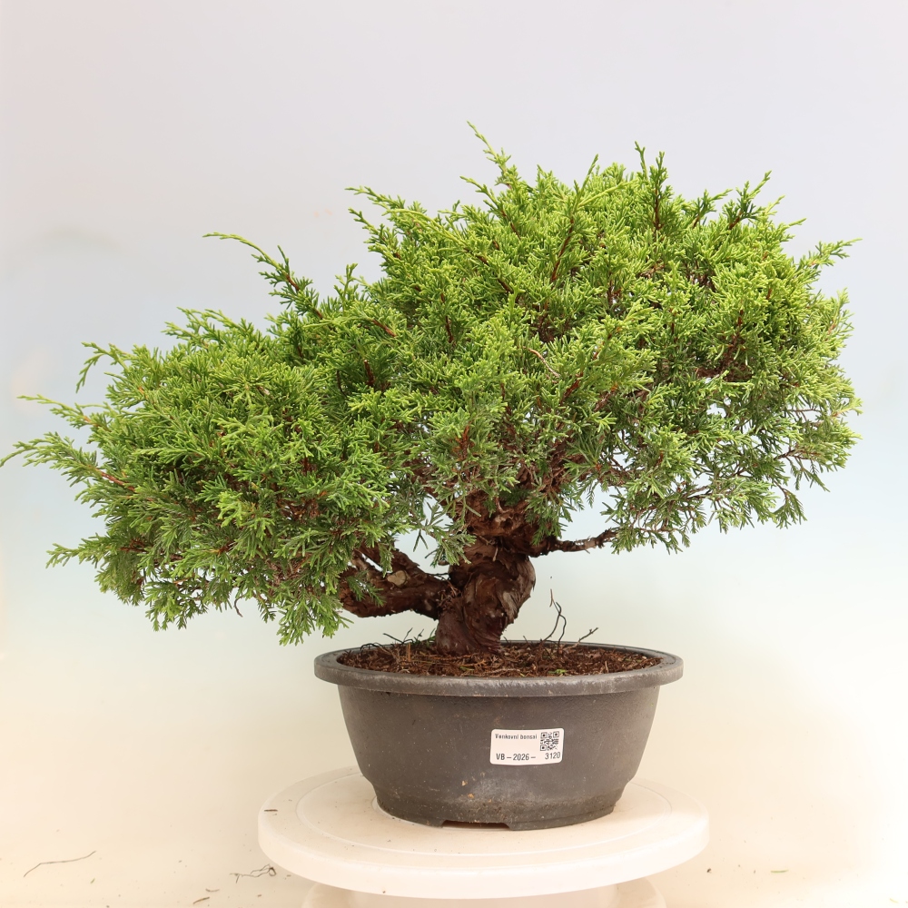 Bonsai ogrodowe – Juniperus chinensis Itoigawa – jałowiec chiński