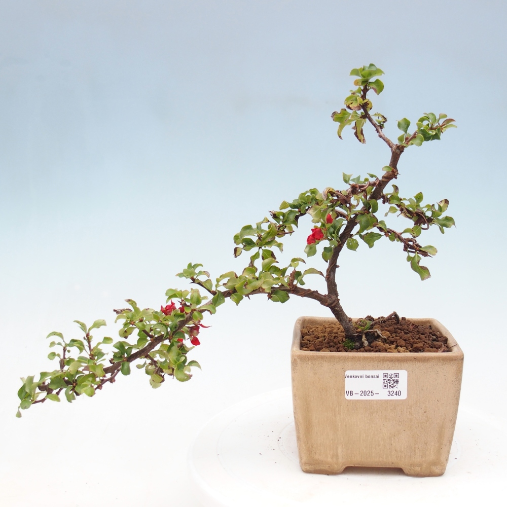 Bonsai zewnętrzne - Chaneomeles s. Red Joy - Pigwa