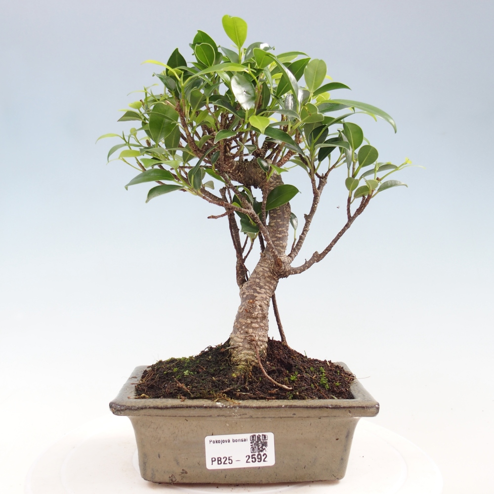 Bonsai wewnętrzne - Ficus retusa - figowiec drobnolistny