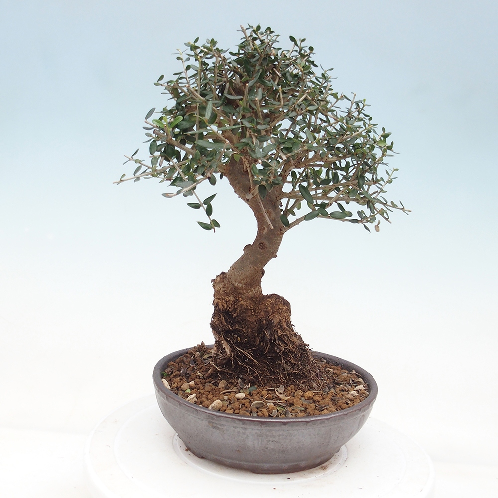 Bonsai do wnętrz - Olea europaea sylvestris