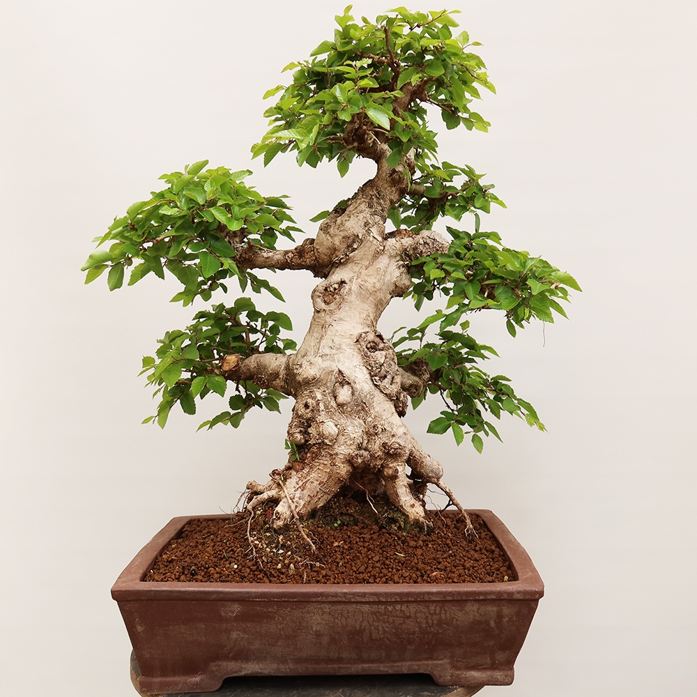 Bonsai plenerowe - Carpinus Coreana - grab koreański