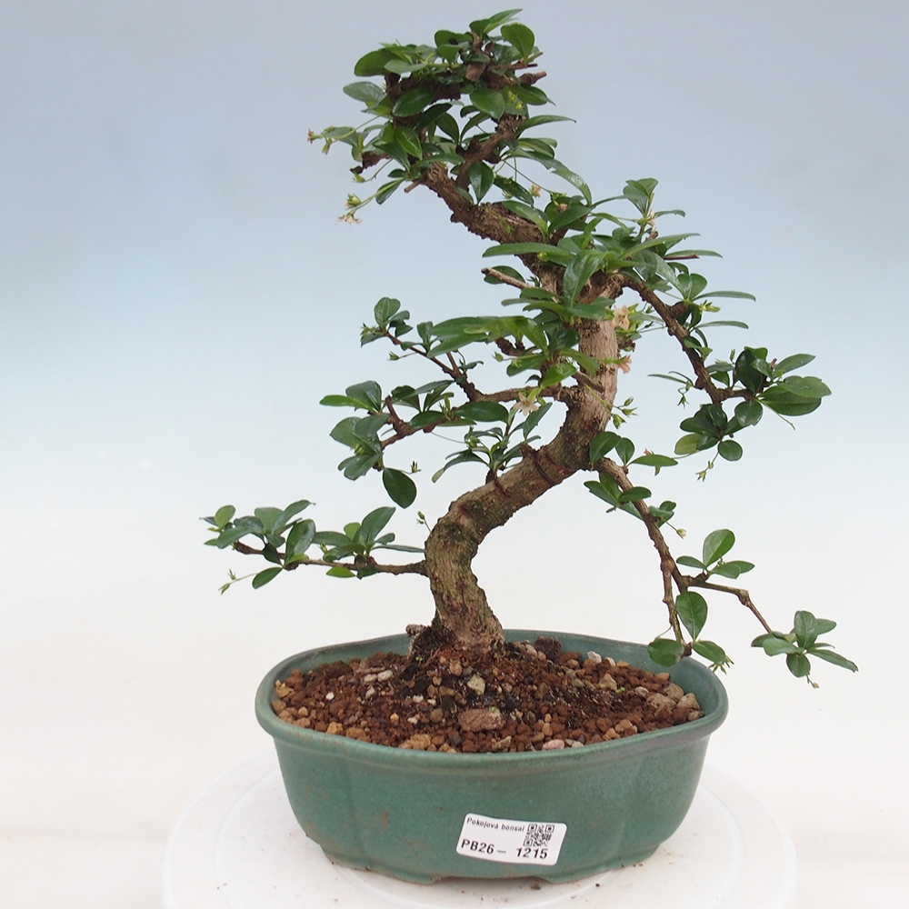 Bonsai pokojowe - Carmona macrophylla - Tea fuki