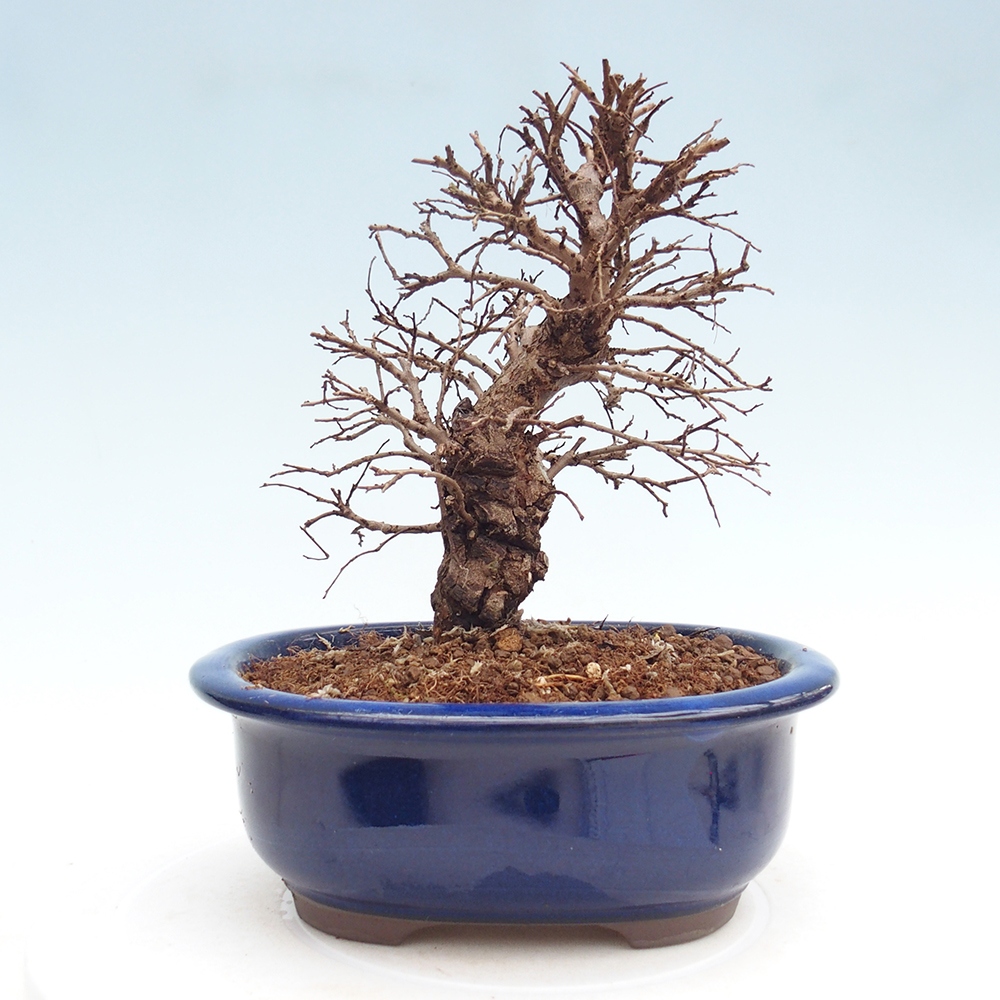 Bonsai zewnętrzne - Zelkova - Zelkova NIRE