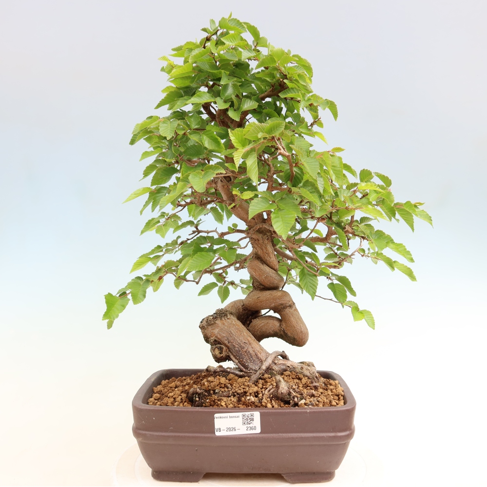 Outdoor bonsai - Carpinus coreana - grab koreański