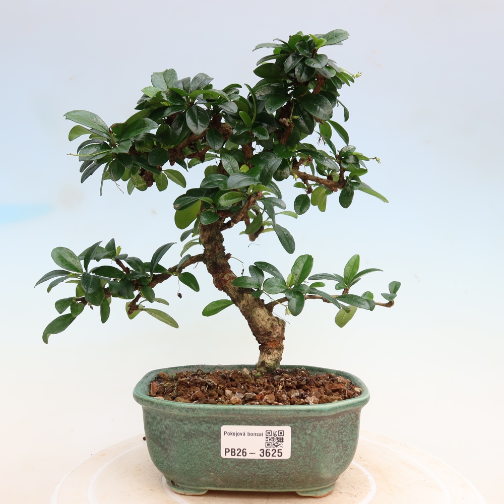 Bonsai pokojowe - Carmona macrophylla - Tea fuki