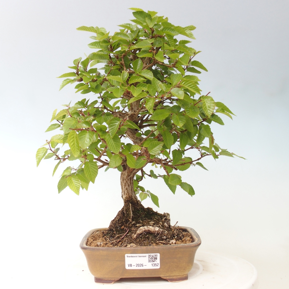 Outdoor bonsai - Carpinus CARPINOIDES - grab koreański