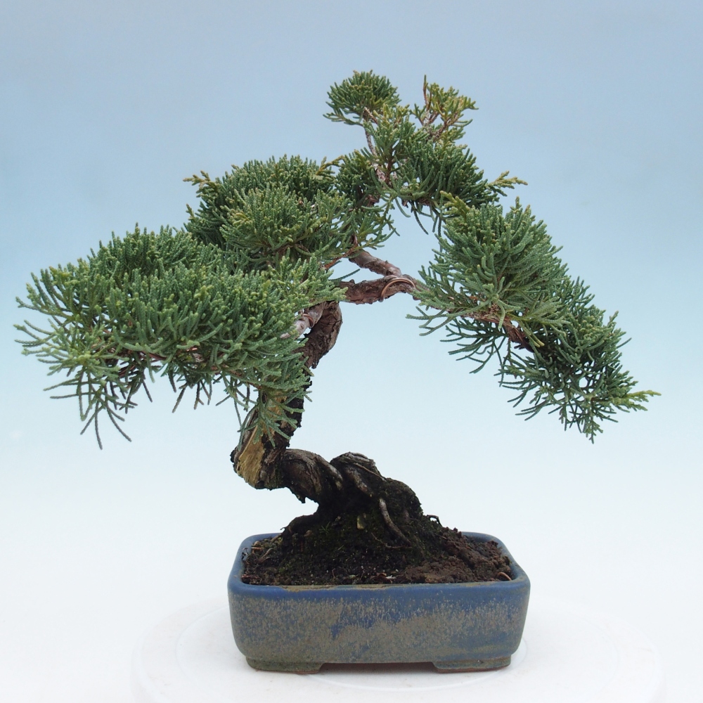 Outdoor bonsai - Juniperus chinensis Kishu - chiński jałowiec