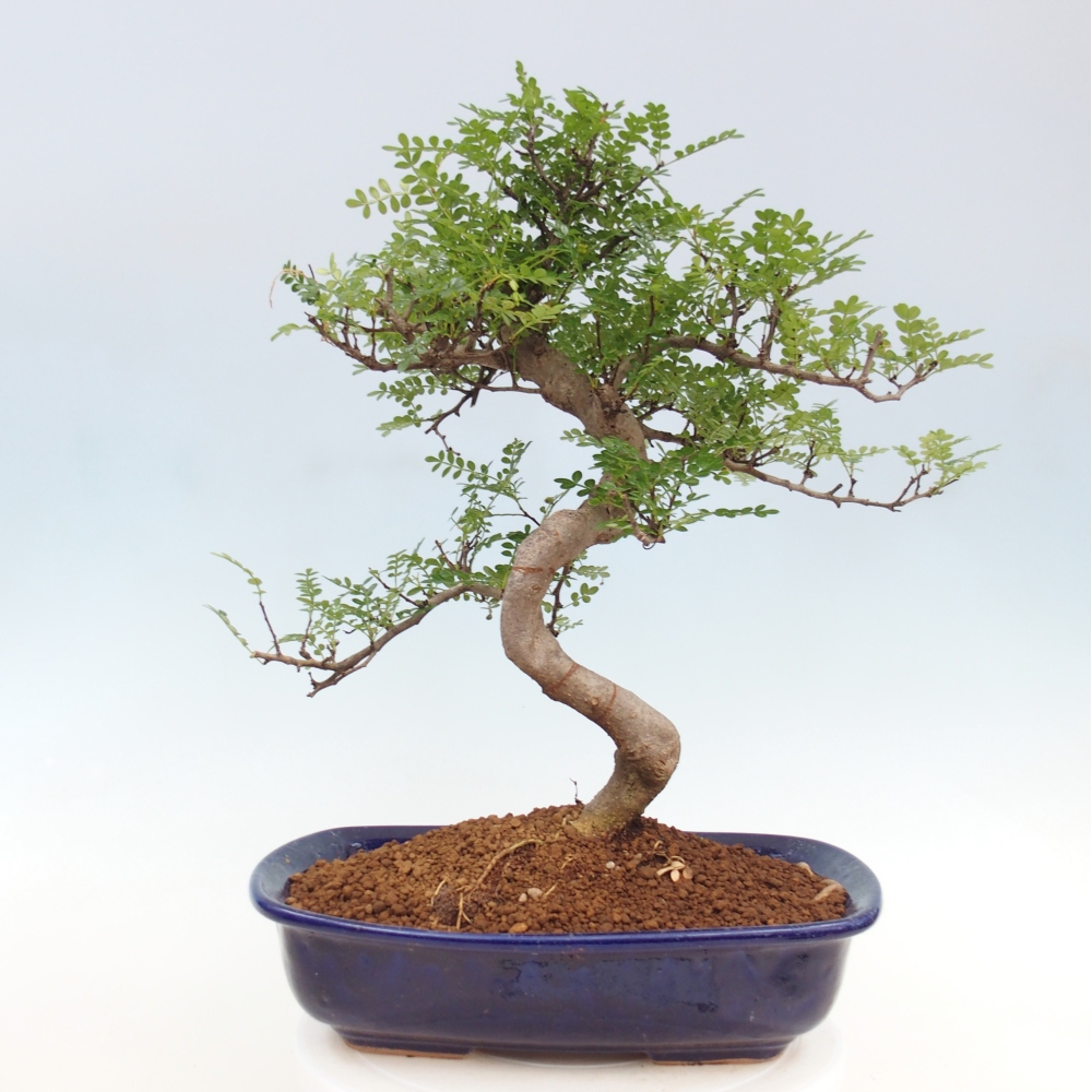 Bonsai do wnętrz - Zantoxylum piperitum - Mięta pieprzowa
