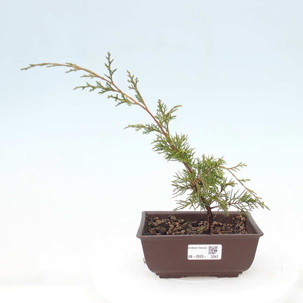 Outdoor bonsai - Juniperus chinensis Itoigawa - Jałowiec chiński