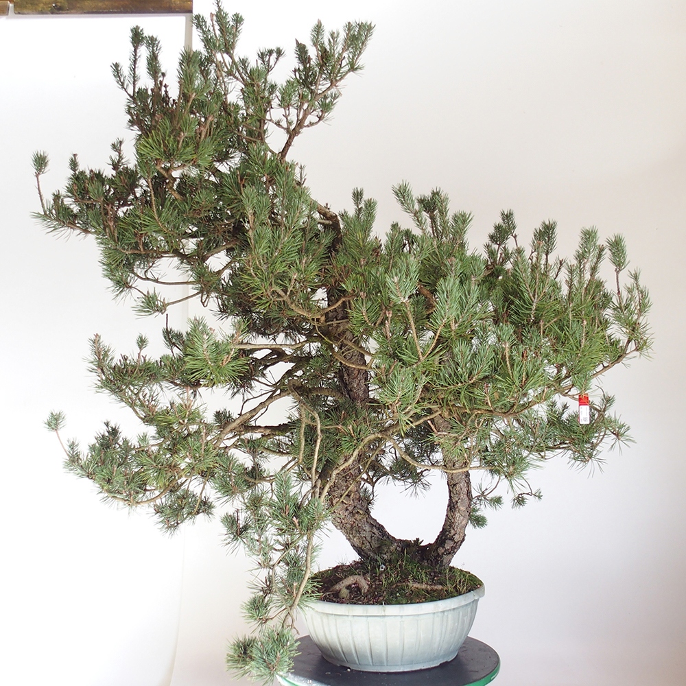 Yamadori - Pinus sylvestris Hiszpania
