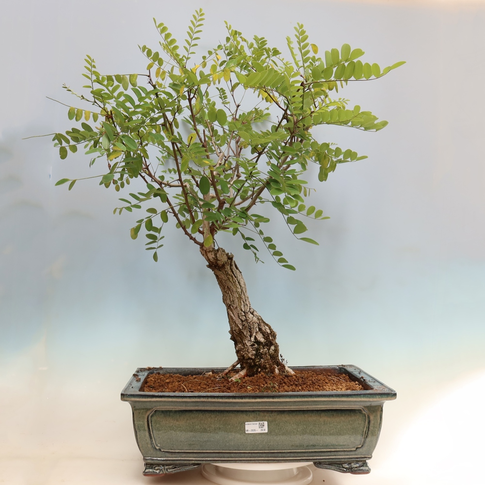 Bonsai ogrodowe – trnówka akacjowa – Robinia pseudoacacia