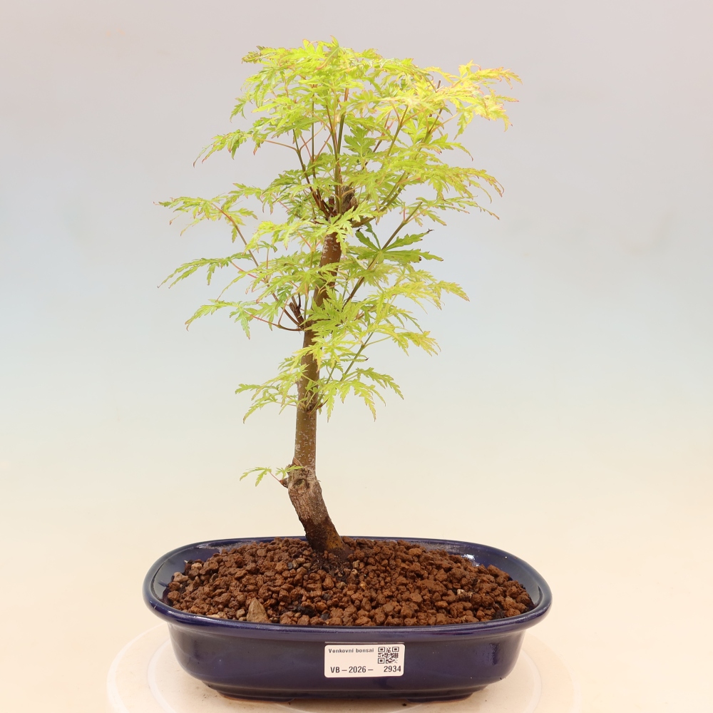 Bonsai ogrodowe – Acer palmatum Dissectum – klon palmowy 