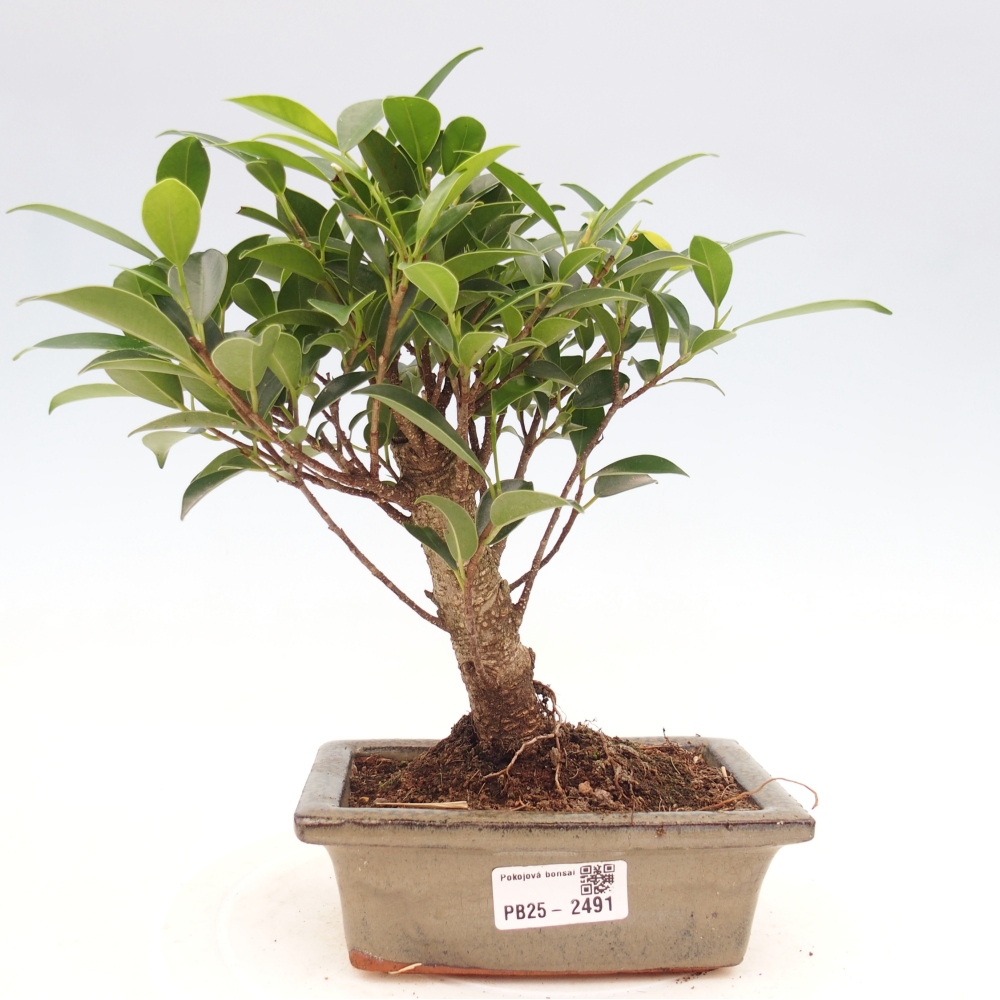 Bonsai wewnętrzne - Ficus retusa - figowiec drobnolistny