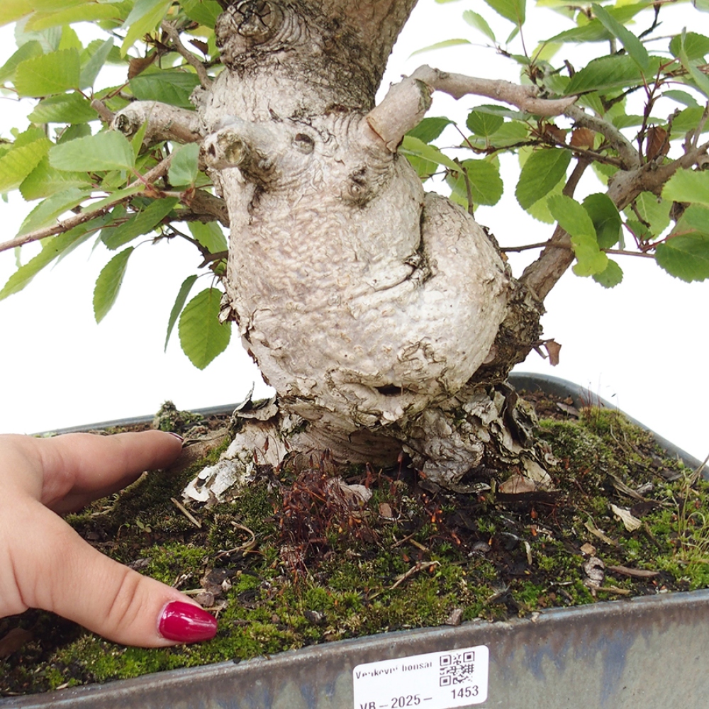 Bonsai zewnętrzne -Carpinus CARPINOIDES - grab koreański