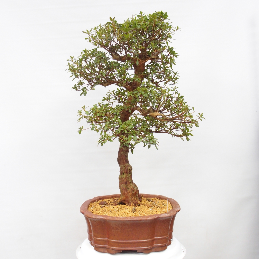 Bonsai zewnętrzne - Azalia japońska - Azalia Sayaka