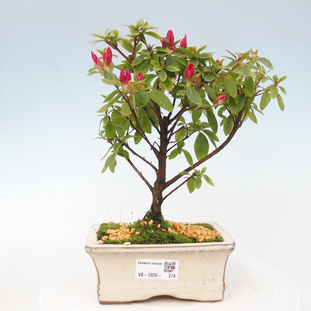 Outdoor bonsai - Azalia japońska - Azalea sp.