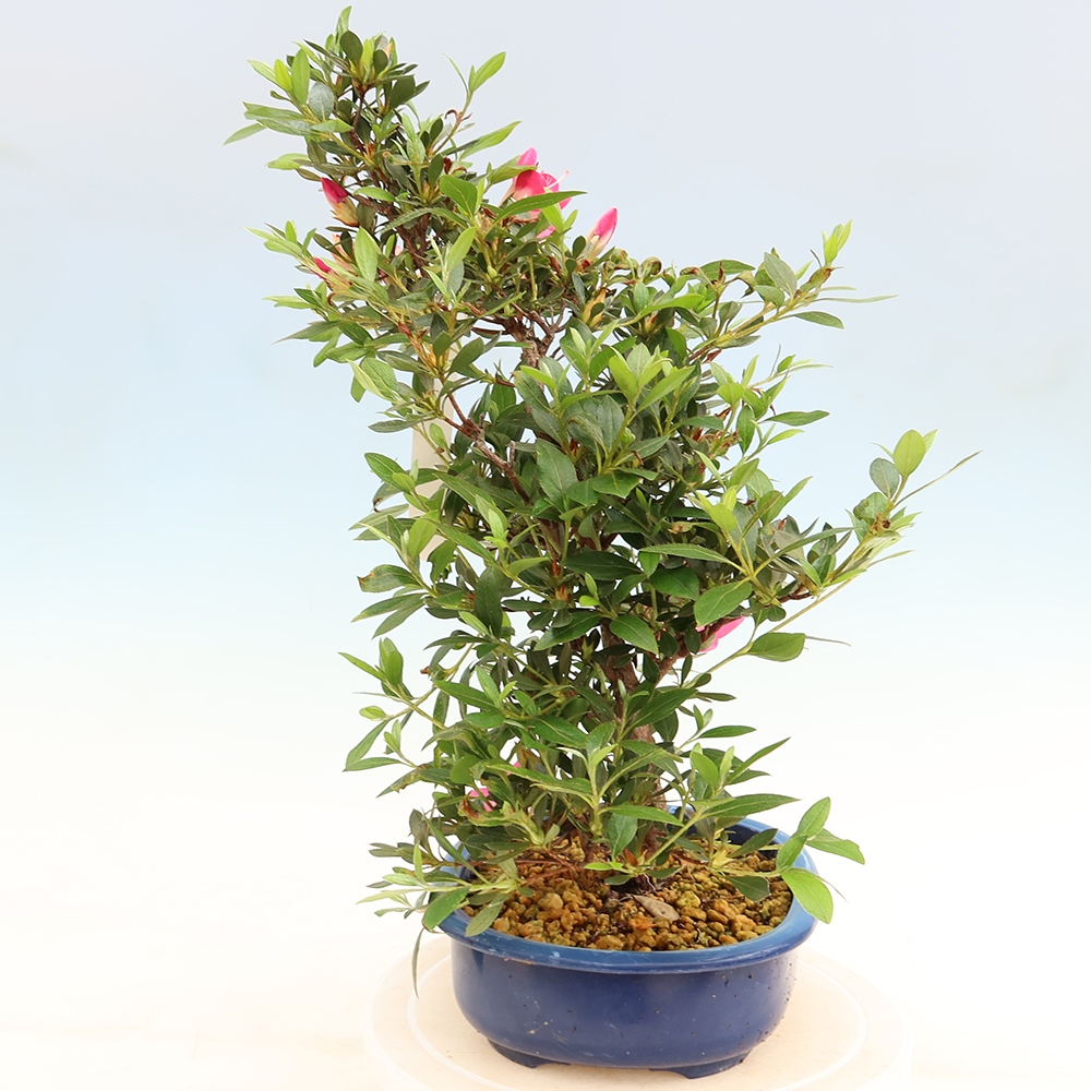 Outdoor bonsai - Azalia japońska - Azalia Yoko
