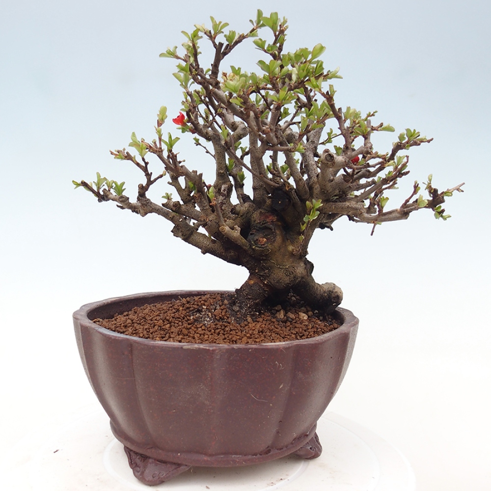 Bonsai zewnętrzne - Chaneomeles speciosa - Pigwa