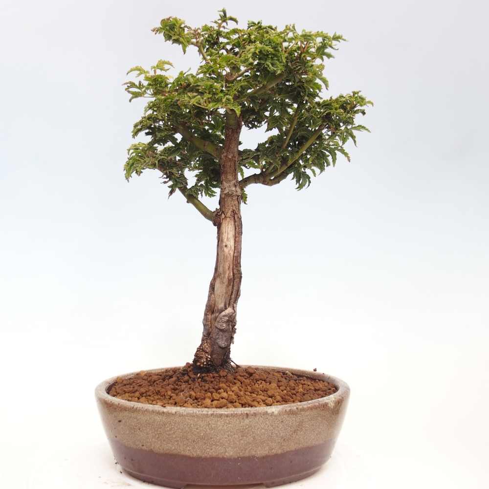 Bonsai zewnętrzne - klon Acer palmatum Shishigashira