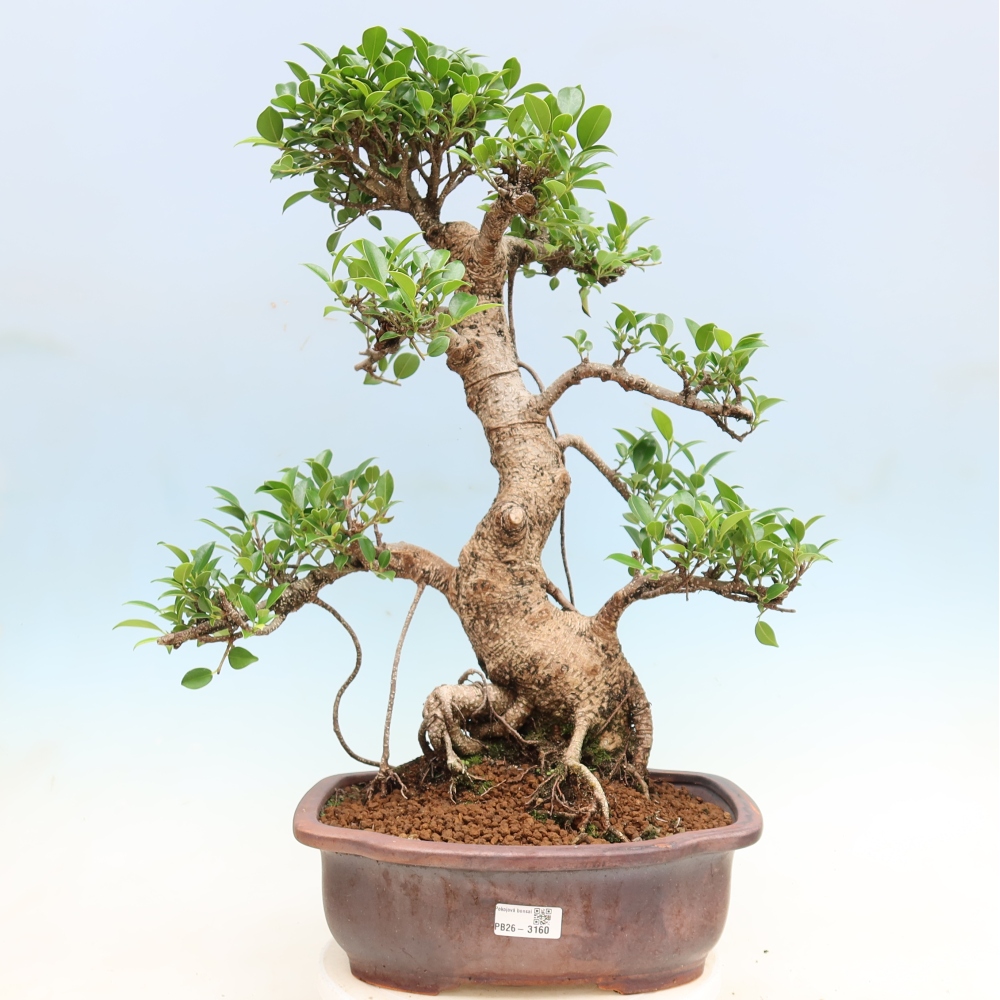 Pokój bonsai - Ficus kimmen - figowiec drobnolistny
