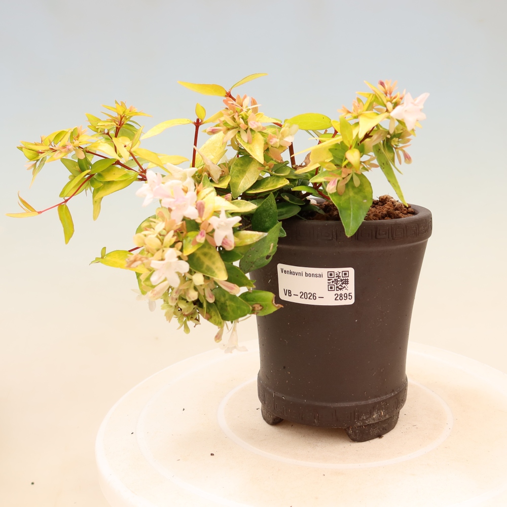 Bonsai ogrodowe – Abelia gr. Kleidoscope – Abelia wielkokwiatowa