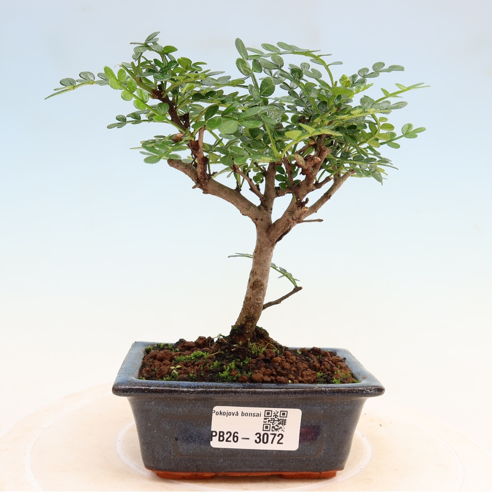 Pokój bonsai - Zantoxylum piperitum - drzewo pieprzowe