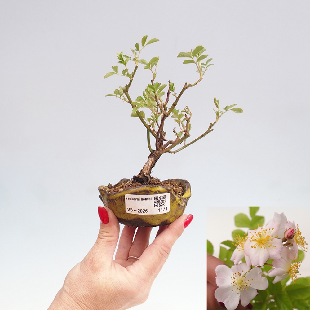 Outdoor bonsai - Rosa sp. - róża drobnokwiatowa
