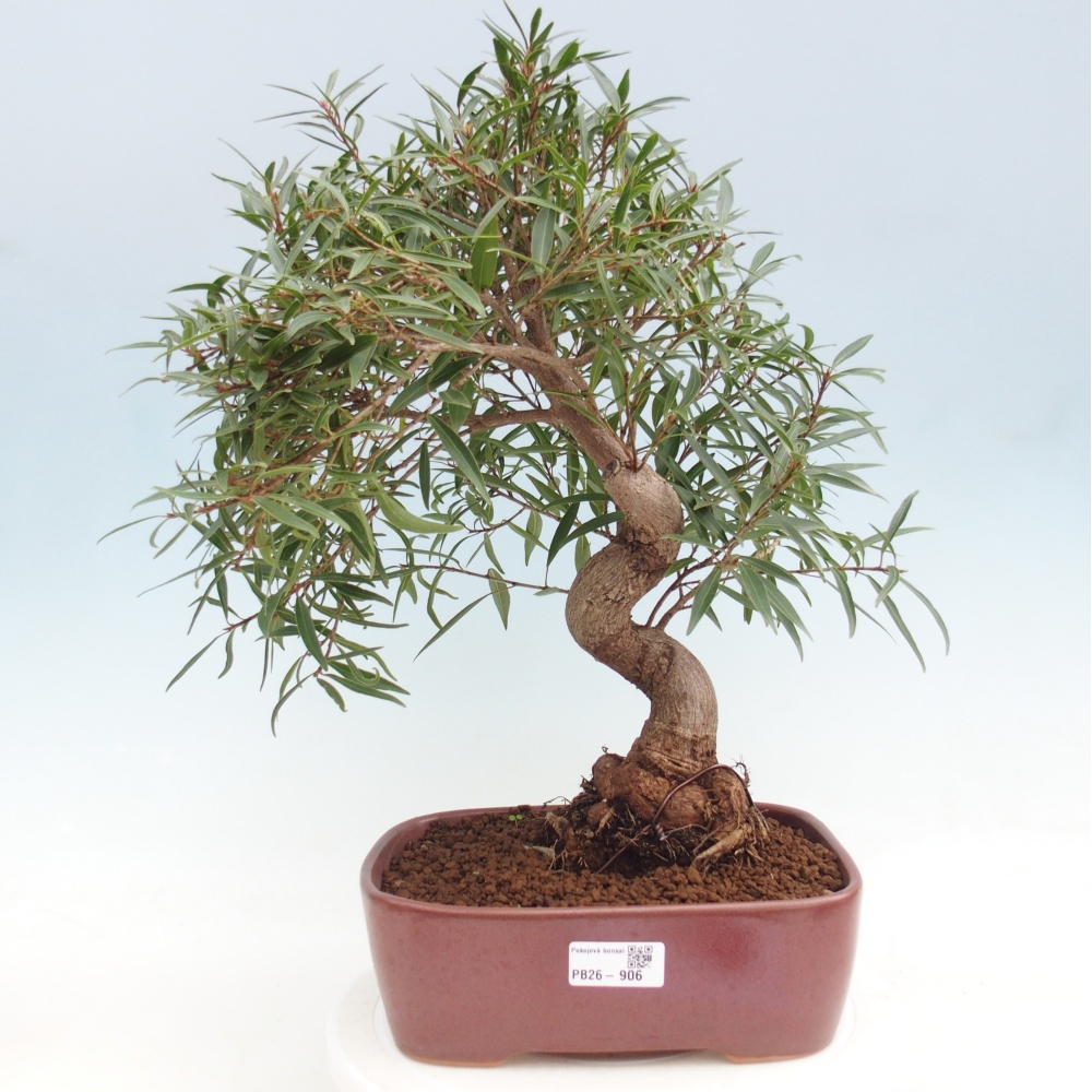 Pokój bonsai - Ficus nerifolia - figowiec drobnolistny