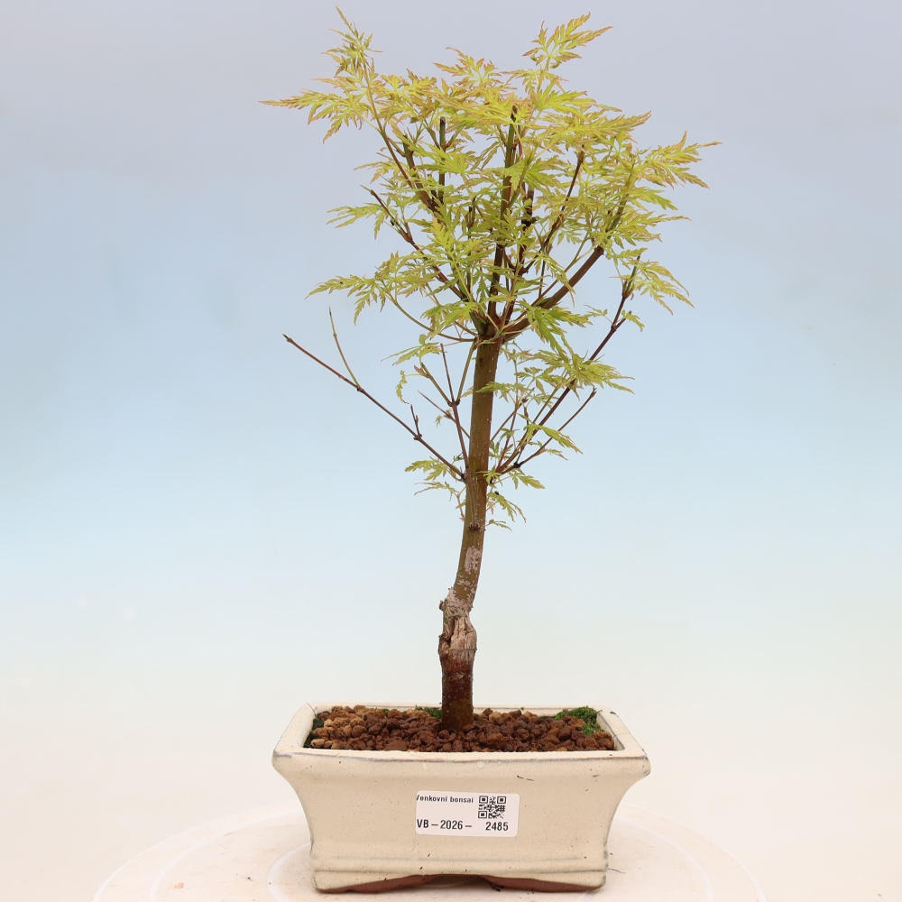 Outdoor bonsai - Acer palmatum Dissectum - Klon japoński 