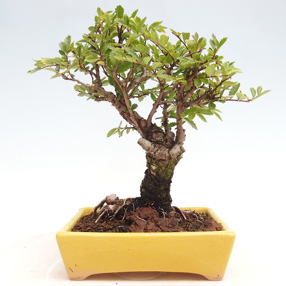 Outdoor bonsai - Zelkova - Zelkova NIRE