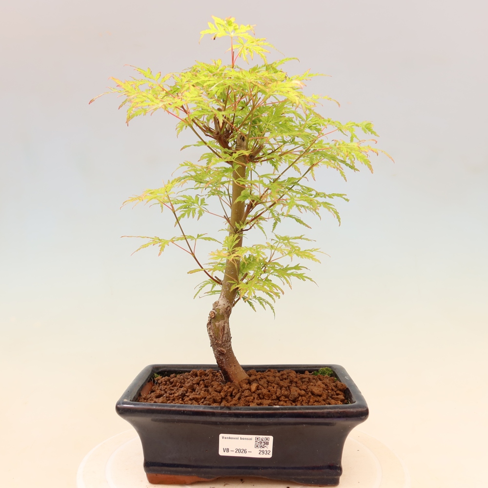 Bonsai ogrodowe – Acer palmatum Dissectum – klon palmowy 